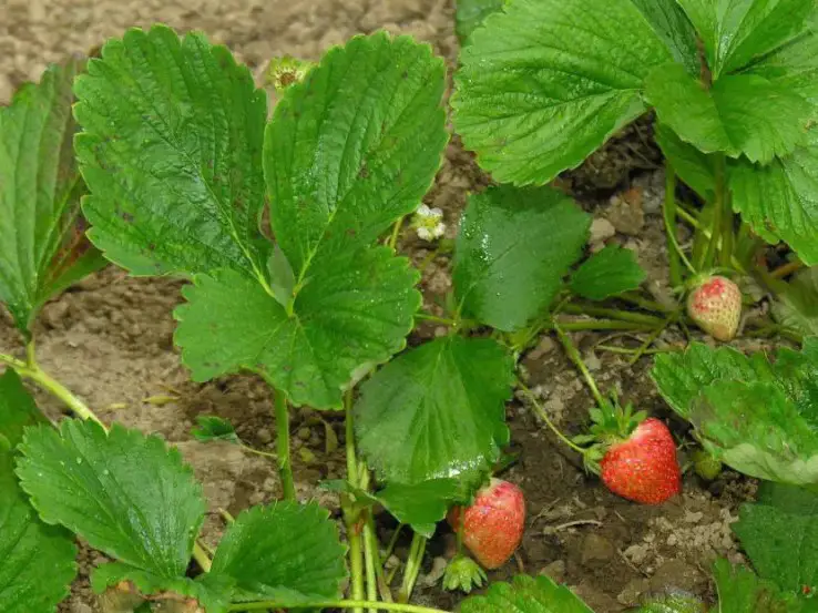 \"Strawberries